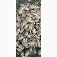 Продам кормовий буряк