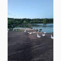 Продаються підрощені 2-х місячні качки породи Мулард