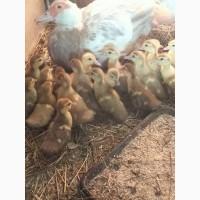 Продам качку і каченят