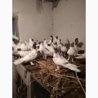 Голуби іранські бойні