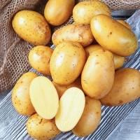 Картопля посадкова Королева Анна