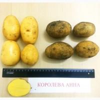 Картопля посадкова Королева Анна