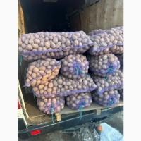 Картопля посадкова Королева Анна