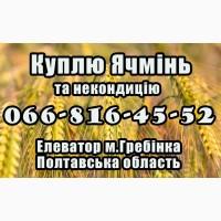 Елеватор закуповує Ячмінь