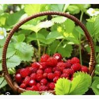 Куплю суницю