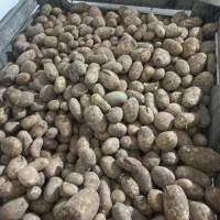 Продам картоплю молоду 2 сорт