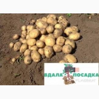 Насіннєва картопля Рів’єра Одеська область купити посадкову, роздріб від 10 кг