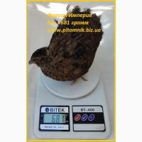 Яйца инкубационные перепела Фараон Имперский (Империя)