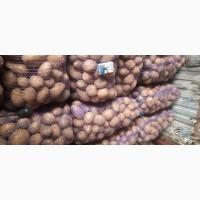 Продам картоплю Арізону