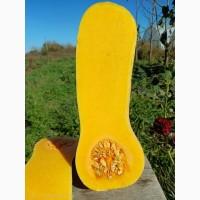 Продам гарбуз Баттернат