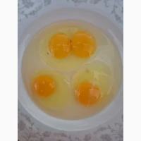Продам яйця курячі (КРЕМОВІ і коричневі) оптом на регулярній основі
