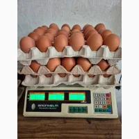 Продам яйця курячі (КРЕМОВІ і коричневі) оптом на регулярній основі