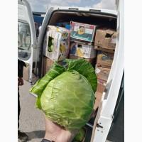 Срочно продам капусту от производителей и постащиков с 5 тонн