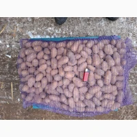 Продам семенной картофель отличного качества сорт Ривьера, Гранада, Невская, Торнадо