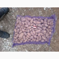 Продам семенной картофель отличного качества сорт Ривьера, Гранада, Невская, Торнадо