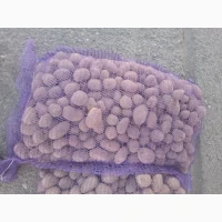 Продам семенной картофель отличного качества сорт Ривьера, Гранада, Невская, Торнадо