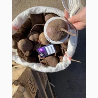 Продам буряк