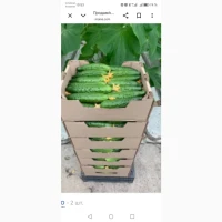 Огірок Естафета