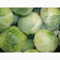 Куплю білокачанну капусту, овочі борщового набору (морква, буряк, капуста, цибуля)