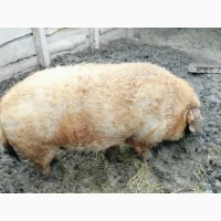 Свині породи Угорська Мангалиця