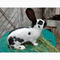 Кролі породи Німецький строкач