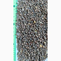 Продам вику озиму (горошок паннонський), сорт- Орлан