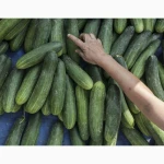 Огірок ґрунтовий Київська обл продаж великими партіями урожай 2026