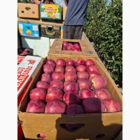 Продам яблука різних сортів