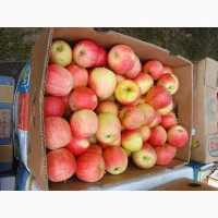 Продам яблуко Гала Роял, Чемпіон, Голден, Лигольд, Семиренко, Амулет, Ліберті