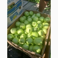 Продам яблуко Гала Роял, Чемпіон, Голден, Лигольд, Семиренко, Амулет, Ліберті