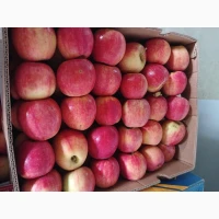 Продам яблуко Гала Роял, Чемпіон, Голден, Лигольд, Семиренко, Амулет, Ліберті