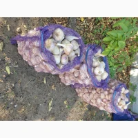 Посадковий часник (чеснок) сорту Любаша