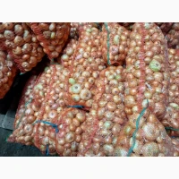 Продам цибулю Штутгард