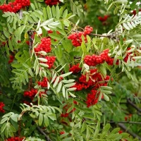 Куплю горобину
