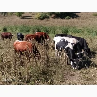 Продам ВРХ. Бики телята
