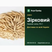 Купити насіння вівса Зірковий - еліта, РН-1