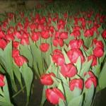 Продам тюльпаны к 8 марта
