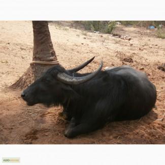 Рисове борошно як загущувач у виробництві ковбасних- виробів і напівфабрикатів