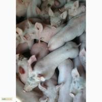 Продам поросят