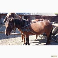 Продам кобилу