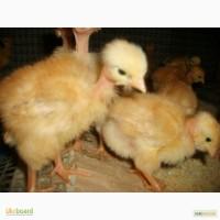 Цыплята испанка, редбро. МАСТЕР-ГРЕЙ