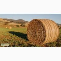 Продам сено