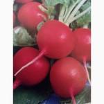 Семена редиса