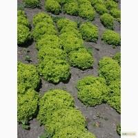 Продам салати: росса, біонда, фрізе, айсберг