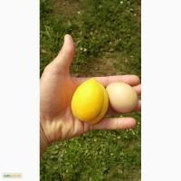 Продам саджанці абрикоса, Ананасовий та Краснощокий