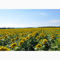 Семена подсолнечника Лимит. 7+ Заразиха. + видео обзоры клиентов