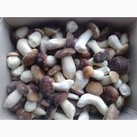 Купить замороженный гриб оптом