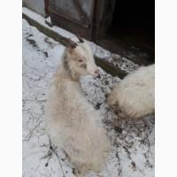 Продам дві кози