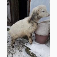Продам дві кози