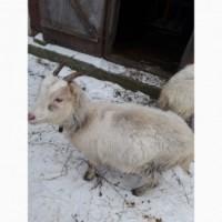 Продам дві кози